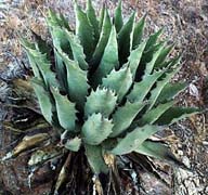 Agave parryi